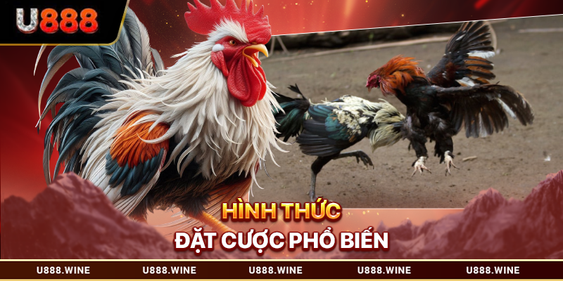 Đá gà U888 Trực Tuyến Uy Tín - Sân Chơi Thượng Hạng Hình thức cược đá gà U888 phổ biến