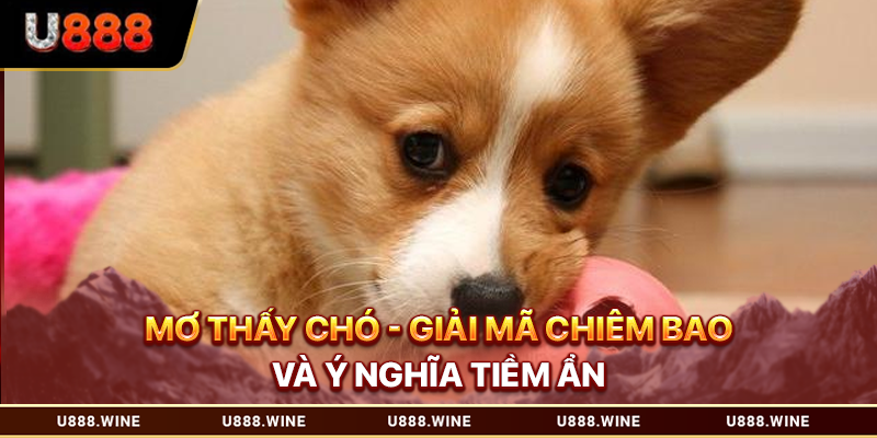 Mơ Thấy Chó - Giải Mã Chiêm Bao Và Ý Nghĩa Tiềm Ẩn T1.2026 Mơ thấy chó
