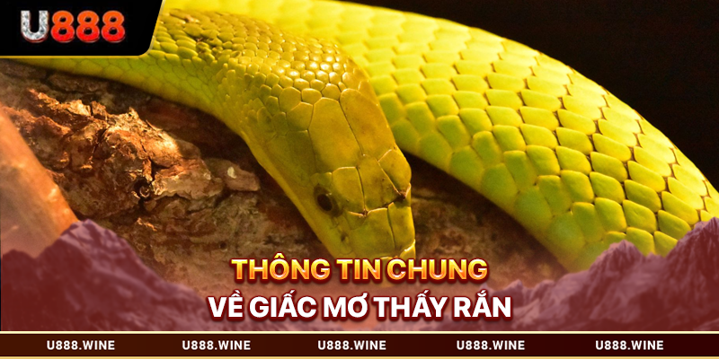 Mơ Thấy Rắn - Giải Mã Chiêm Bao Và Con Số Liên Quan 2026 Thông tin chung về giấc mơ thấy rắn